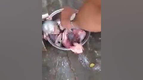 máy tách xương cá thác lác CR 200, máy ép tách xương cá, máy ép lọc xương cá tự động, 0909134877