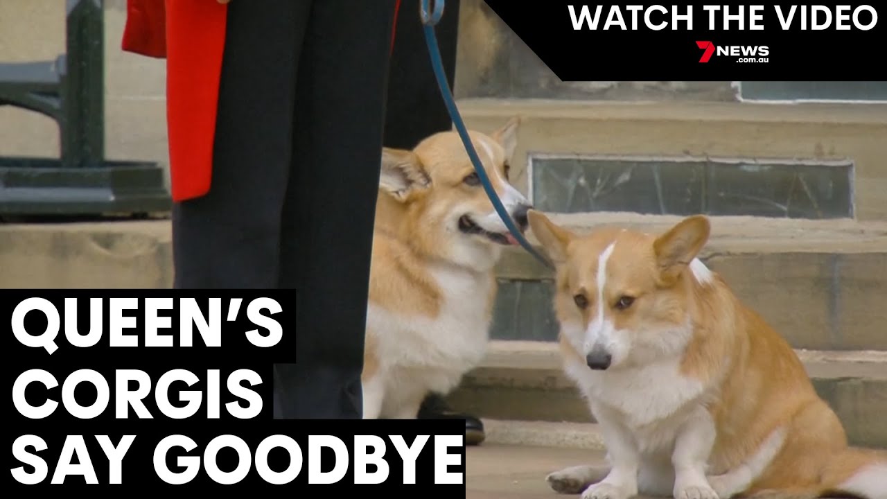 The Queen's last two Corgis say goodbye to their mother | 7NEWS