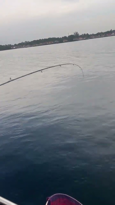 mancing ikan loban di kelong berkat kampung baru manjung lumut Perak