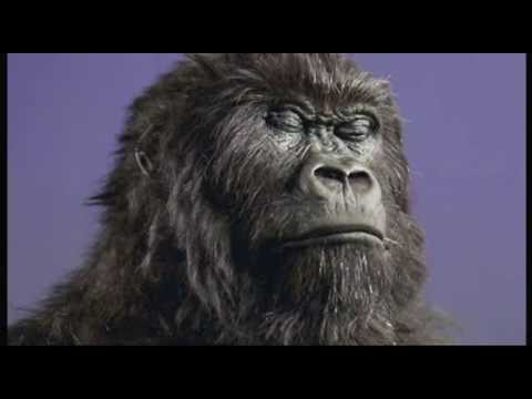 Video: Je bil Harambe srebrnohrbta gorila?