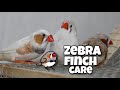 zebra finch care | for beginners