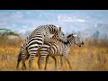Amazing new video about the life of horses and zebras 2024