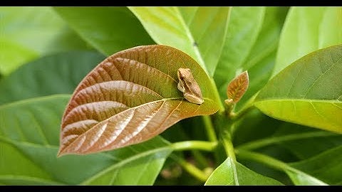 Panasonic Lumix GH5 400mbps All-I test