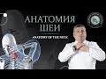 Анатомия шеи / Anatomy of the neck. Мышцы, треугольники и фасции шеи