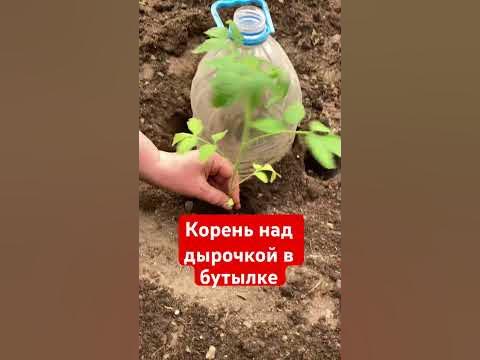 Томаты. Высадка. Под подземный капельный полив. Эта посадка существенно ...