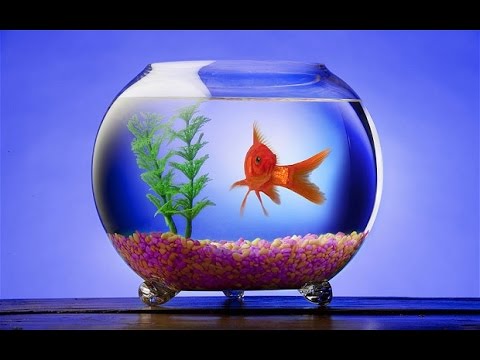 تصویری: 5 روش برای طعمه ماهی بدون کرم