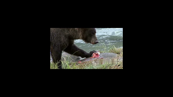 Forest Echo| Grizzly Bears: The Drama of the Alaskan Salmon Run