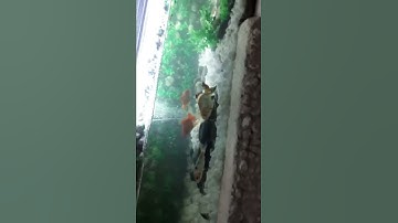 Cách làm hồ cá bằng thùng xốp cực kì đơn giản