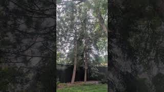 Lymow in the backyard under the canopy.