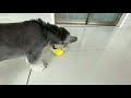 ドッグフードやおやつを入れて遊ぶ♪【犬猫用/動くフードボウル/餌入れ】