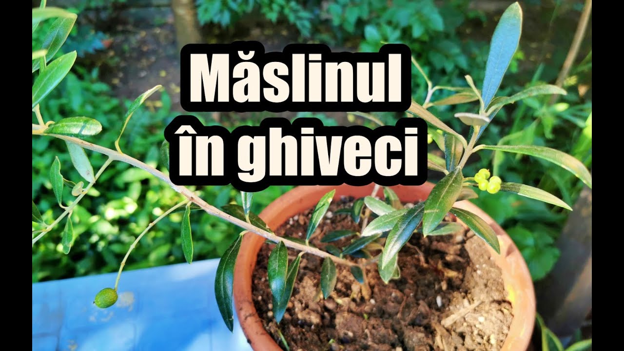 maslinul