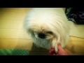 ペキニーズ お手！/ Pekingese Give me your paw!