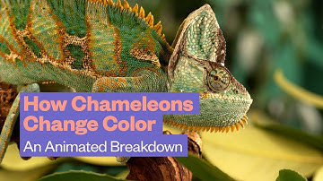 How Chameleons Change Color: An Animated Breakdown