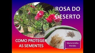 COMO COLETAR SEMENTES DE ROSA DO DESERTO