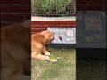 Anjing ini meminta ayam ke majikannya dan ternyata dia membawanya ke makam sang ibu