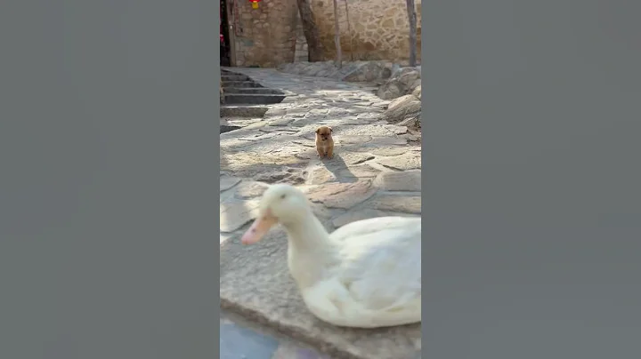 【Dog and Duck】The puppy can't find its mother, and regards the duck as its mother!#shorts #pets - DayDayNews