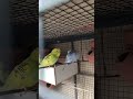 DAY 71 - BUDGIES KO ASMAN ME CHORNA GALTI HAI #birdcare #budgies #budgiecaretips #australianbird