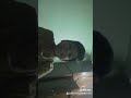 أغنية مصطفى الغزالي أغنية مصطفى الغزالي