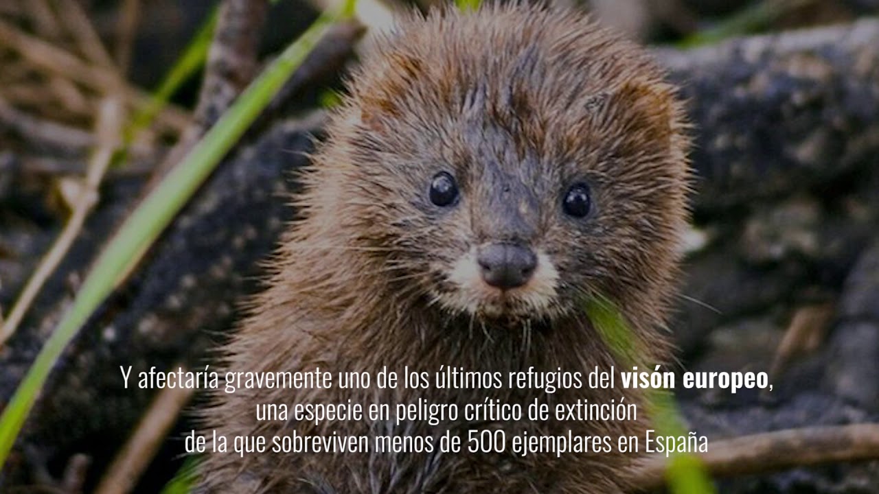 Afecciones ambientales "El coste medioambiental de construir la megapresa de Yesa es inasumible"