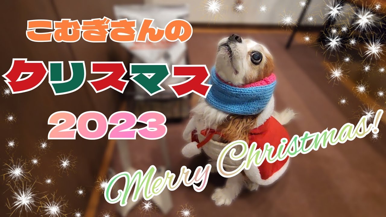 今年も遂にやってきた！こむぎさんのクリスマス！！2023