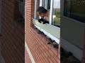 Man Discovers Bats Hiding In Odd Place