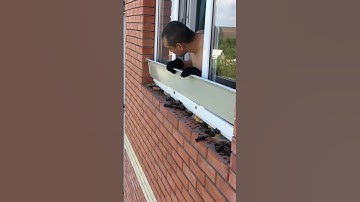 Man Discovers Bats Hiding In Odd Place