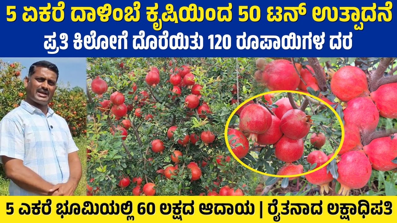 5 ಏಕರೆ ದಾಳಿಂಬೆ ಕೃಷಿಯಿಂದ 50 ಟನ್ ಉತ್ಪಾದನೆ | ಪ್ರತಿ ಕಿಲೋಗೆ ದೊರೆಯಿತು 120 ರೂಪಾಯಿಗಳ ದರ..