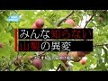 すももの日焼け被害〜みんな知らない山梨の異変〜｜COOL CHOICE：山梨県