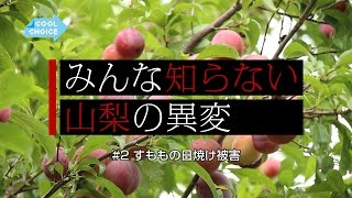 すももの日焼け被害〜みんな知らない山梨の異変〜｜COOL CHOICE：山梨県