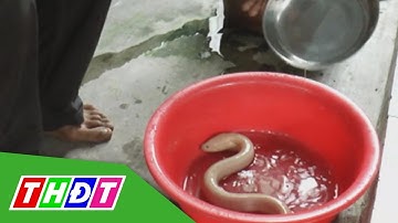 Con lươn màu trắng "hóa" hồng khi ở trong nước | THDT