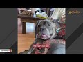 Unusual dog feels emotions 'extremely heavily'