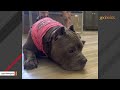 Unusual dog feels emotions 'extremely heavily'