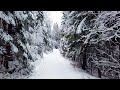 Walking in a Snow Forest - Winter Walk in Tyresta National Park (4K)