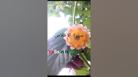 سورة الاخلاص O Alcorão Sagrado em Portugal   القران الكريم باللغه البرتغاليه