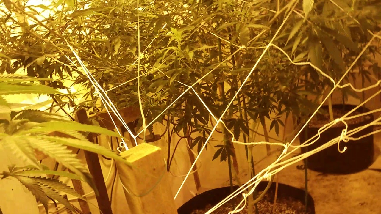 Grow 1 pound plants  Day 1 flowering .   Gorilla glue and stardawg !!