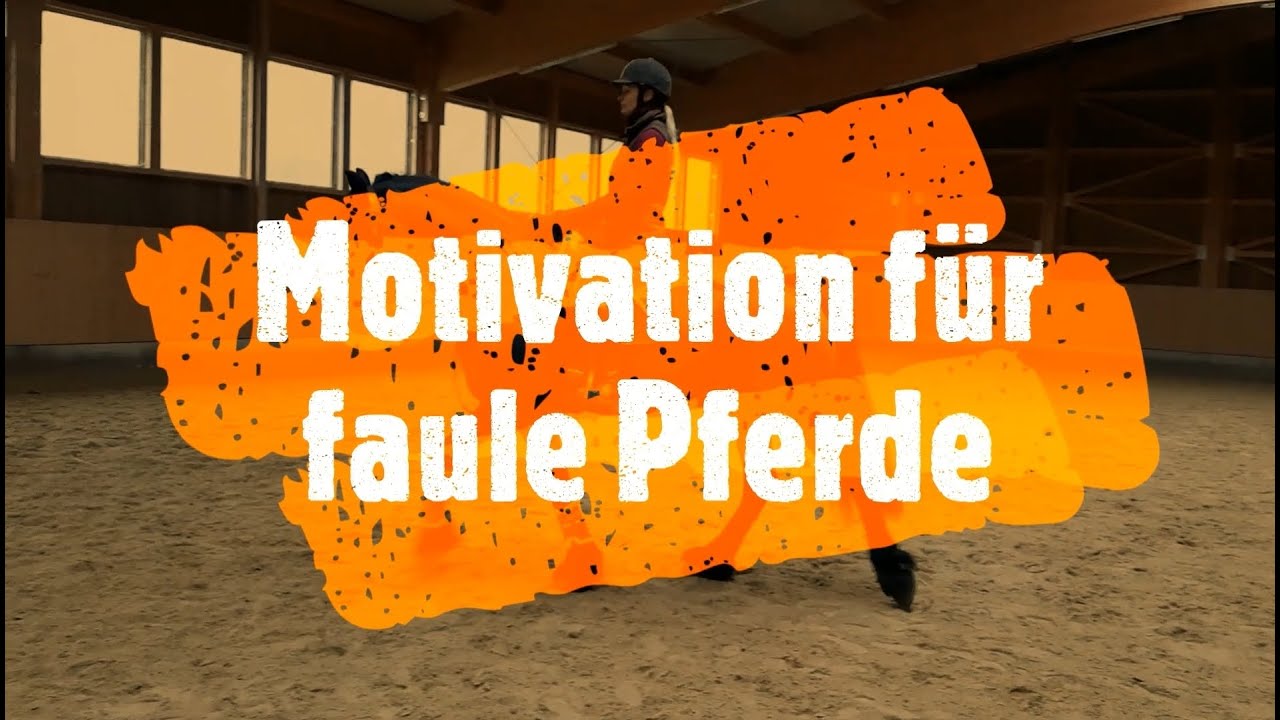 Motivation für faule Pferde - Video Blog www.barockhengste.at