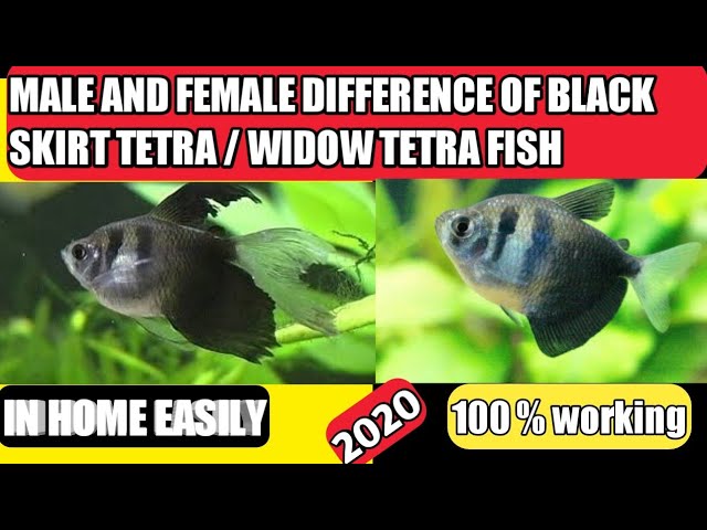 Difference Between Male And Female Widow Tetra Fish Male And Female Black Skirt Tetra Fish Youtube,Cassava Flan Recipe
