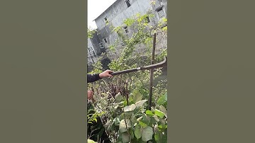 Tôi làm con dao quắm phát rẫy bằng thép xu bắp tàu thủy chặt cây như chặt chuối vậy