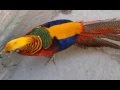 gold  golden pheasant  золотой фазан  ოქროს ხოხობი