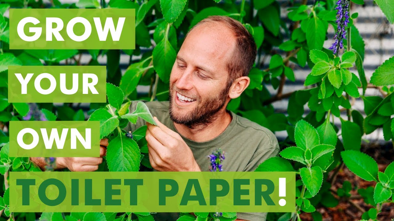 Grow Your Own Toilet Paper!