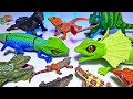 Reptiles - Marine Iguana, Crocodile, Alligator, Komodo Dragon, Chameleon, Gecko, Horned Dragon