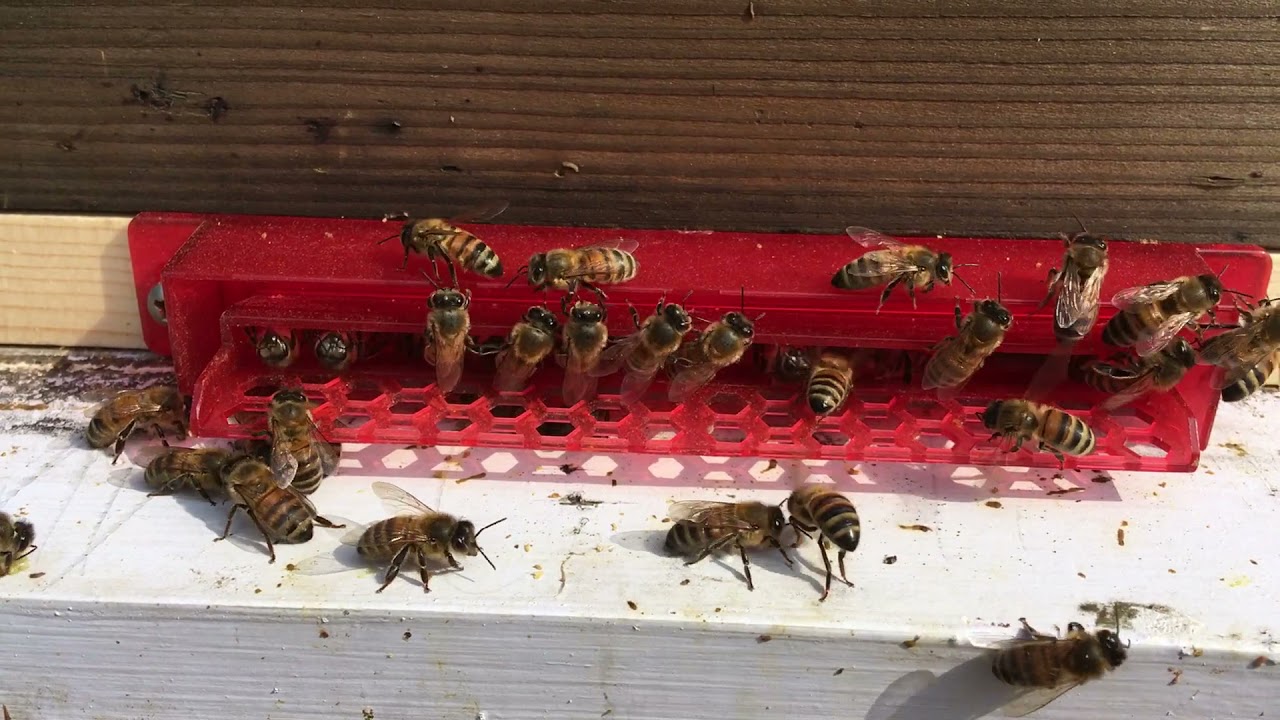 Guardian entrance for small hive