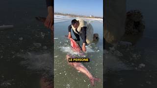 Pesca in Siberia 🐟🧊🤔