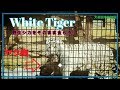 【虎】トラに野生シカまるごとプレゼント【大牟田市動物園】