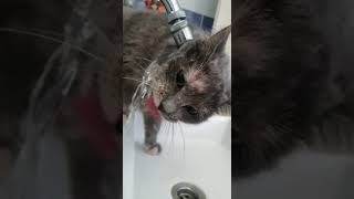 Le Chat Accro À Leau