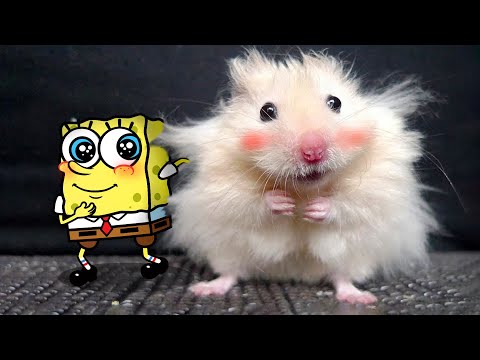 Funny Hamsters Videos | Funniest Animals 2023 😂 Best Funny Cats and Dogs 😺🐶 Spongebob in Real Life