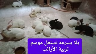 موسم تربية الأرانب (ابدا حتى لو متعرفش اى حاجه عن تربية الارانب)