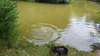 sycamores fishery carp.