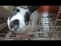 しろちゃ　気になる点は反則級の結果だった　#rabbits  #rex  #シロチャ #うさぎ