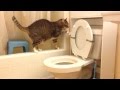 トイレを流す猫トラキチ